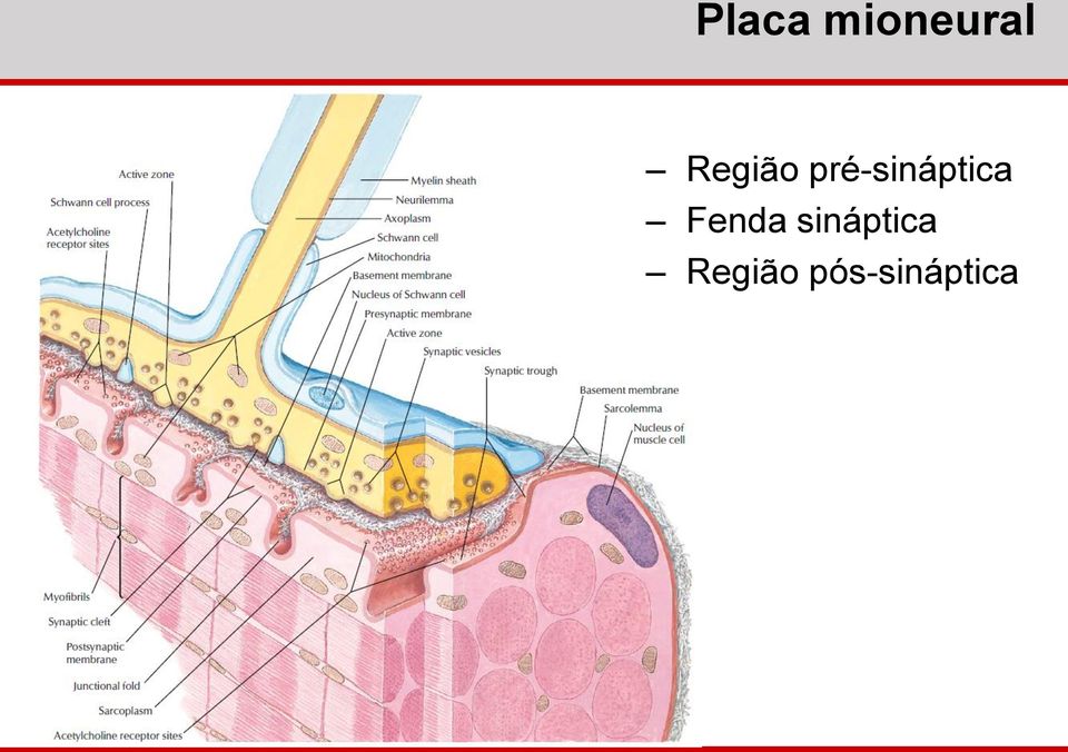 pré-sináptica