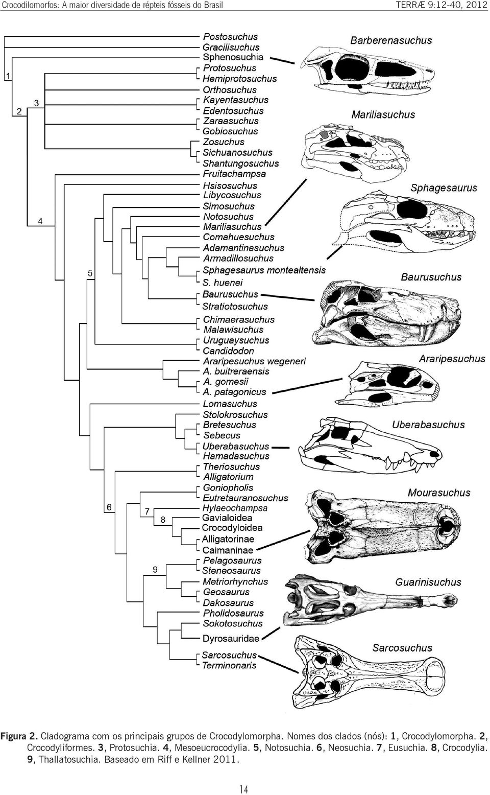 Nomes dos clados (nós): 1, Crocodylomorpha. 2, Crocodyliformes. 3, Protosuchia.