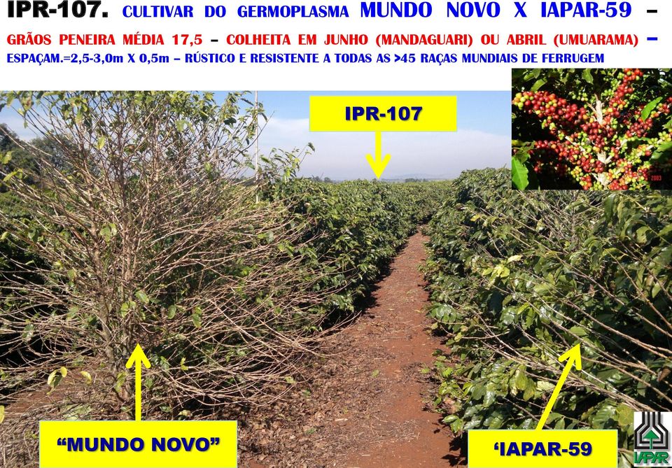 MÉDIA 17,5 COLHEITA EM JUNHO (MANDAGUARI) OU ABRIL (UMUARAMA)