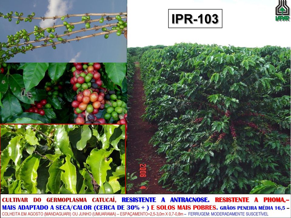 GRÃOS PENEIRA MÉDIA 16,5 SimpGrandesCult/CAFÉ UEM,30-AGO-2012 CultivaresNoManejoDeDoenças