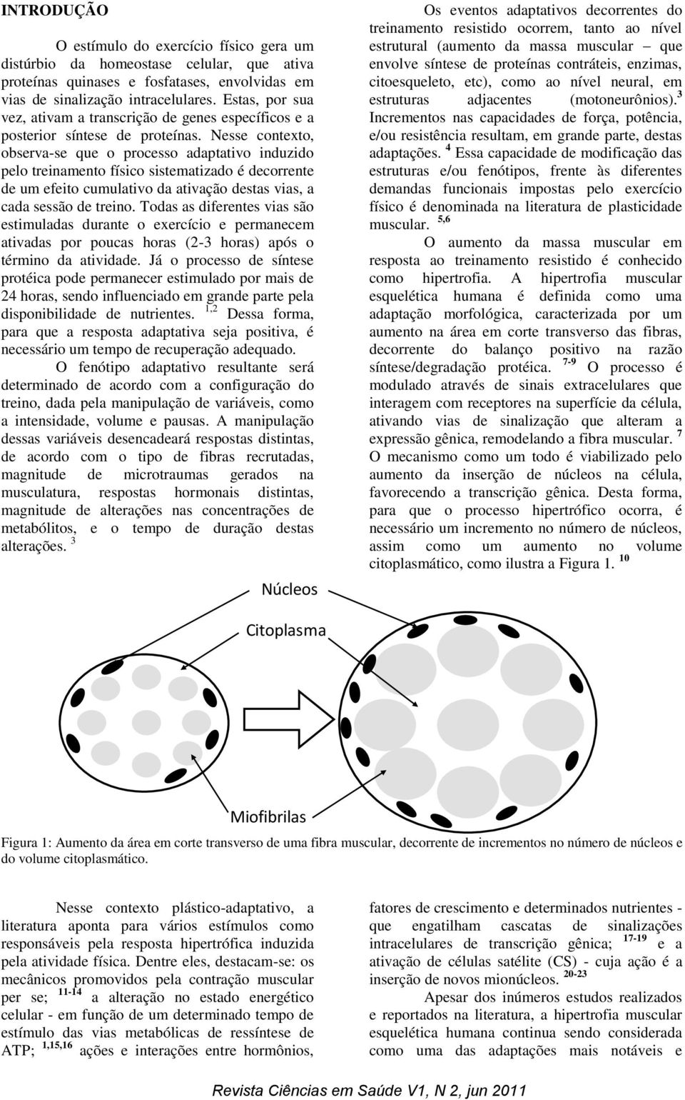 Nesse contexto, observa-se que o processo adaptativo induzido pelo treinamento físico sistematizado é decorrente de um efeito cumulativo da ativação destas vias, a cada sessão de treino.