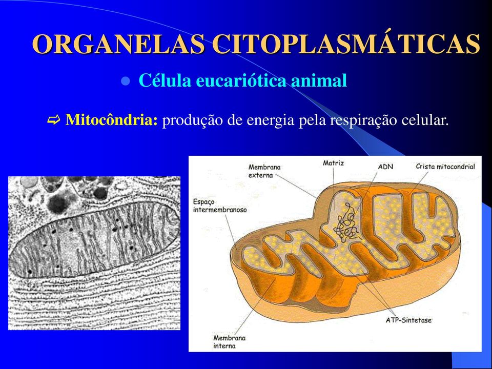 Mitocôndria: produção de