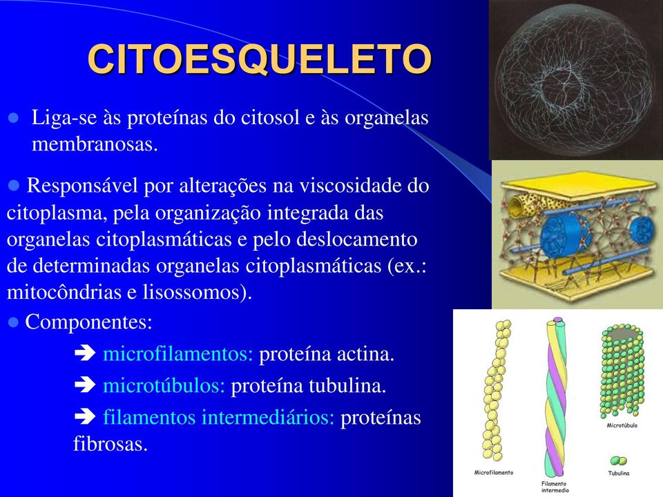 citoplasmáticas e pelo deslocamento de determinadas organelas citoplasmáticas (ex.