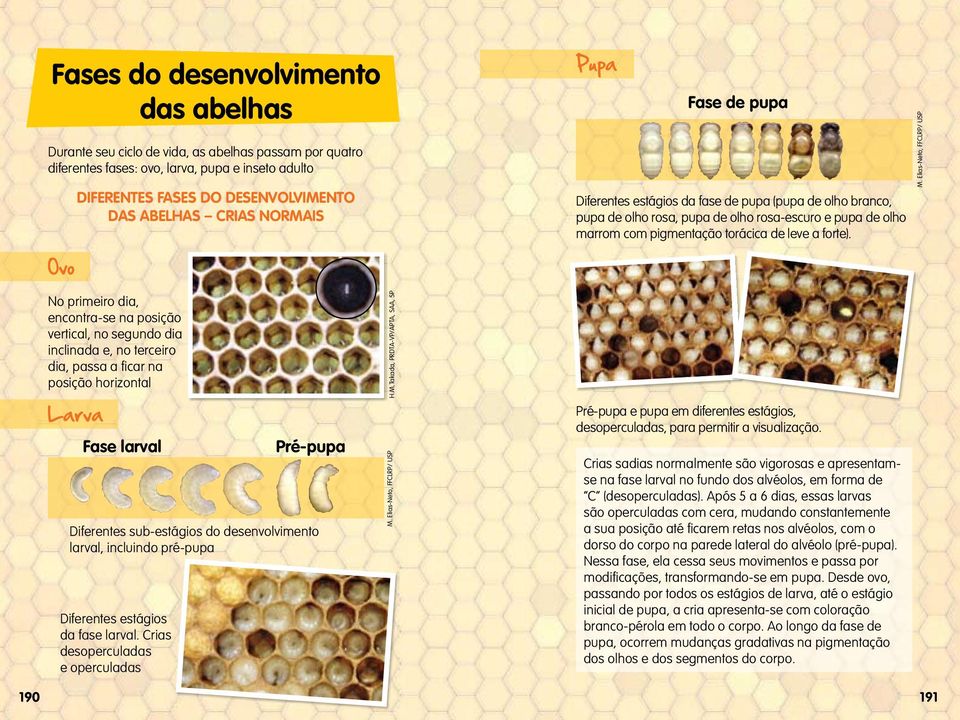 Elias-Neto, FFCLRP/ USP Ovo No primeiro dia, encontra-se na posição vertical, no segundo dia inclinada e, no terceiro dia, passa a fi car na posição horizontal Larva Fase larval Pré-pupa Diferentes