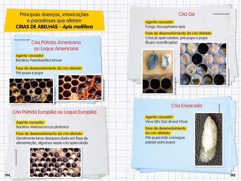 Européia Bactéria Melissococcus plutonius Fase de desenvolvimento da cria afetada Geralmente larva desoperculada em fase de alimentação; algumas vezes cria operculada BART SMITH, BRL/ARS/USDA