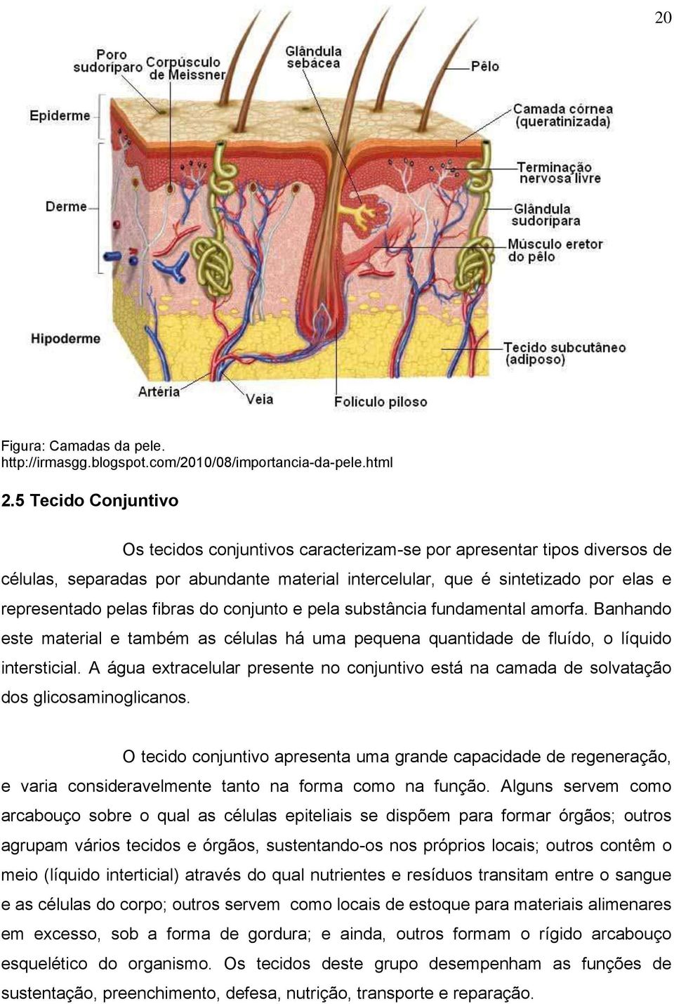 fibras do conjunto e pela substância fundamental amorfa. Banhando este material e também as células há uma pequena quantidade de fluído, o líquido intersticial.