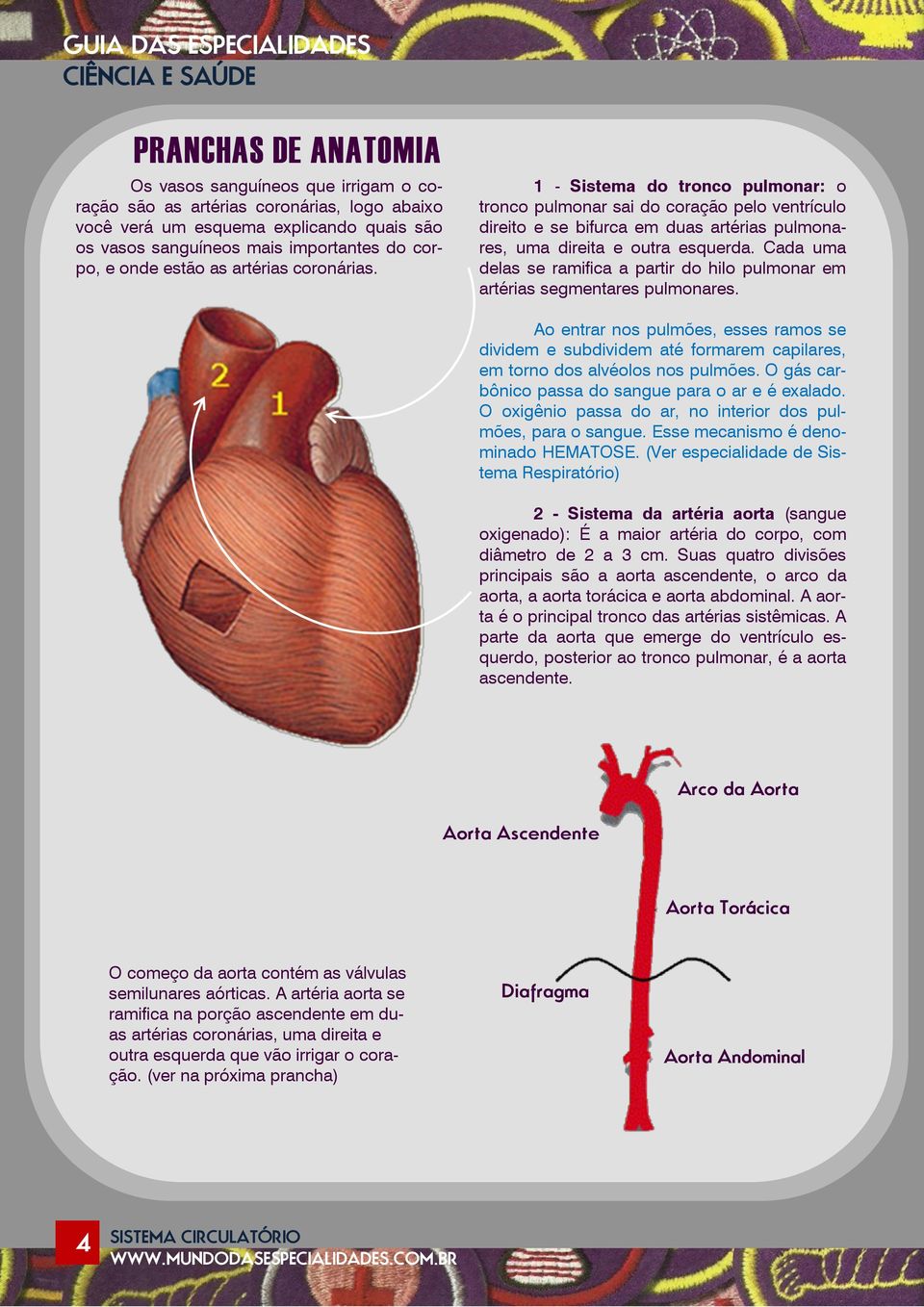 1 - Sistema do tronco pulmonar: o tronco pulmonar sai do coração pelo ventrículo direito e se bifurca em duas artérias pulmonares, uma direita e outra esquerda.