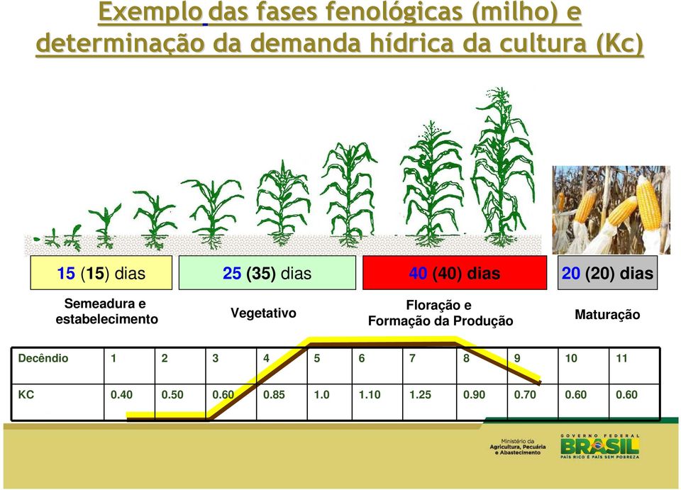 e estabelecimento Vegetativo Floração e Formação da Produção Maturação