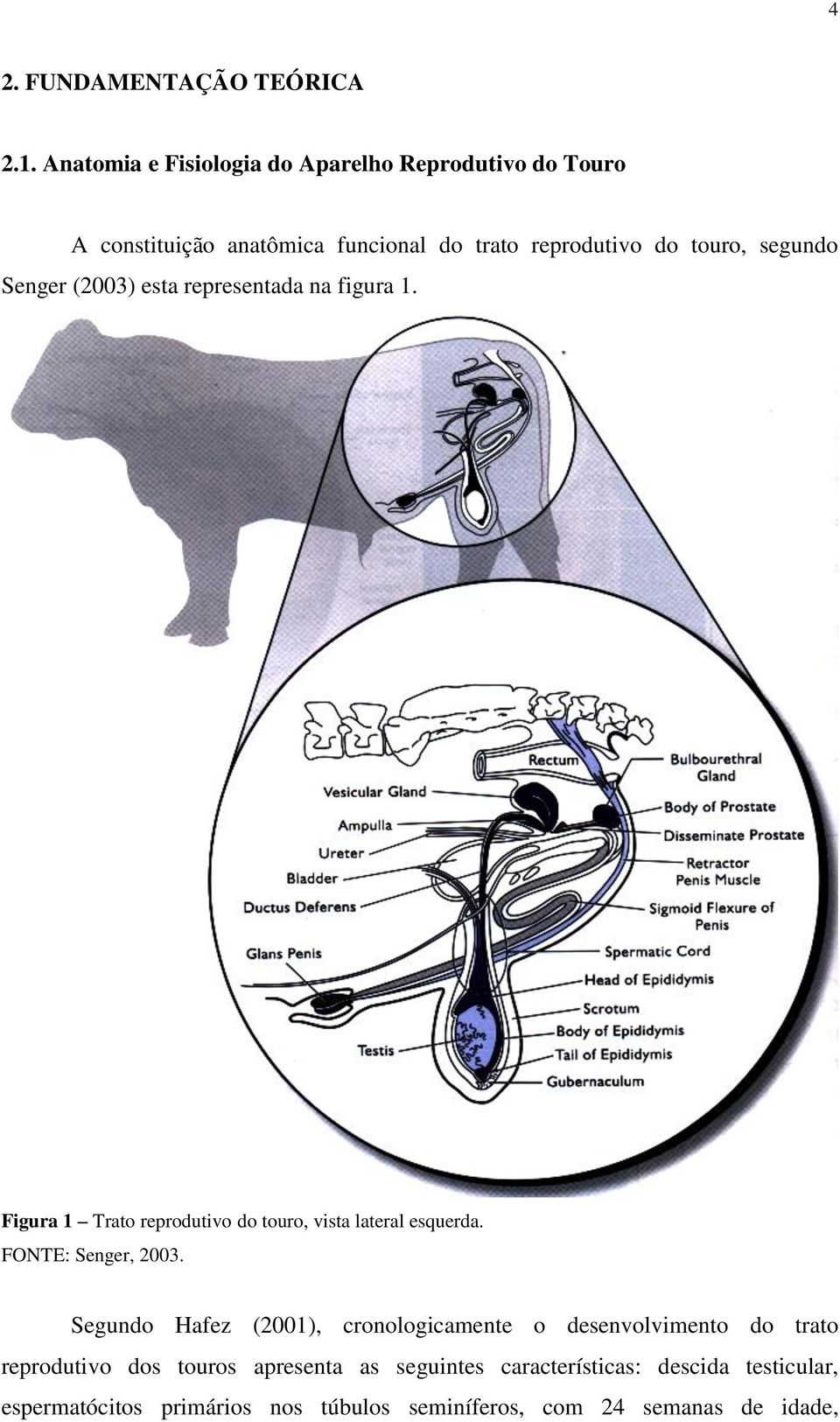 segundo Senger (2003) esta representada na figura 1. Figura 1 Trato reprodutivo do touro, vista lateral esquerda.