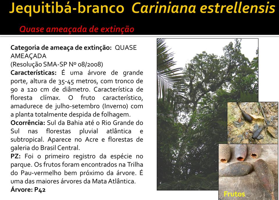 Ocorrência: Sul da Bahia até o Rio Grande do Sul nas florestas pluvial atlântica e subtropical. Aparece no Acre e florestas de galeria do Brasil Central.