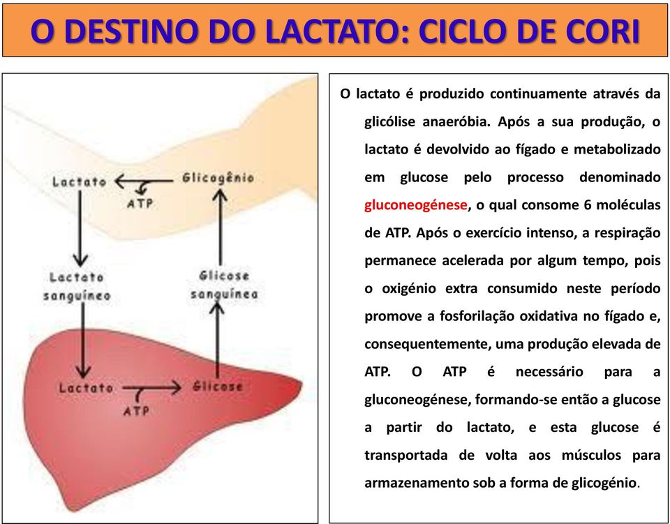 Após o exercício intenso, a respiração permanece acelerada por algum tempo, pois o oxigénio extra consumido neste período promove a fosforilação oxidativa no fígado