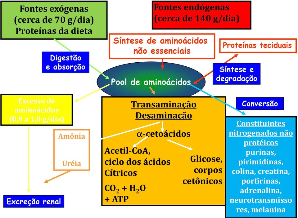 Amônia Uréia Transaminação Desaminação -cetoácidos Acetil-CoA, ciclo dos ácidos Cítricos CO 2 + H 2 O + ATP Glicose, corpos cetônicos