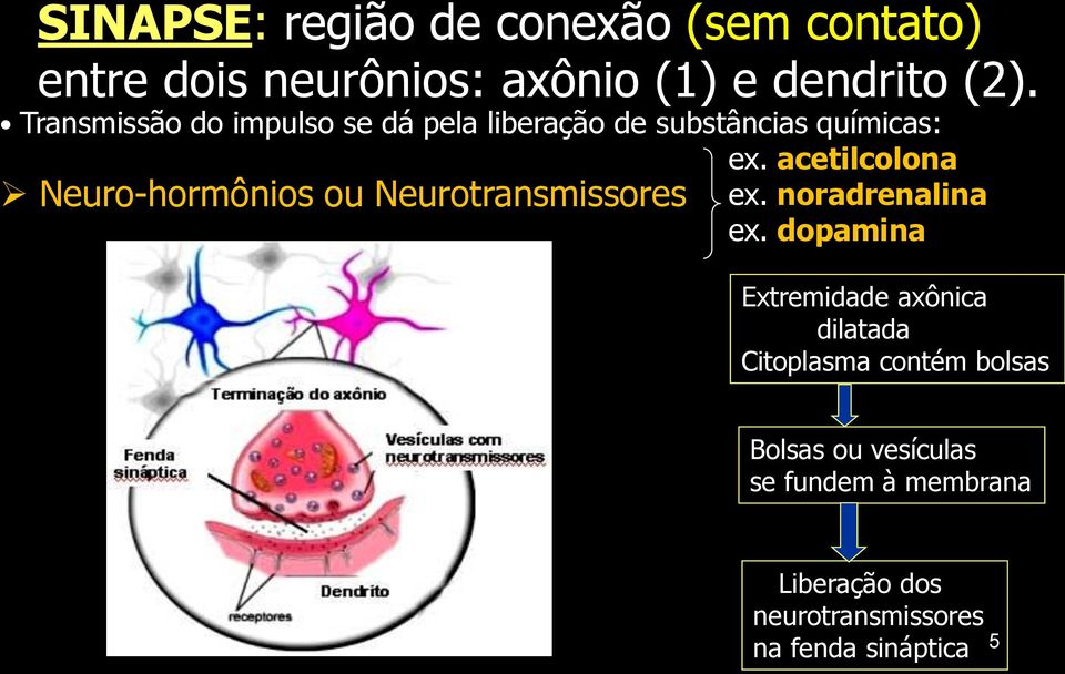 acetilcolona Neuro-hormônios ou Neurotransmissores ex. noradrenalina ex.
