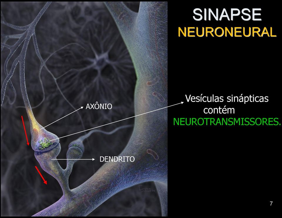 sinápticas contém