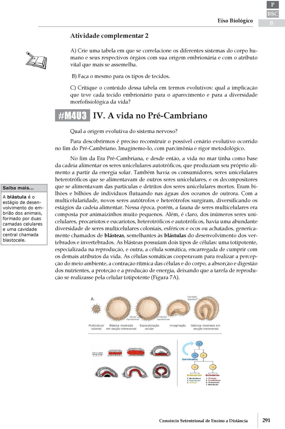 C) Critique o conteúdo dessa tabela em termos evolutivos: qual a implicação que teve cada tecido embrionário para o aparecimento e para a diversidade morfofisiológica da vida? #M4U3 IV.