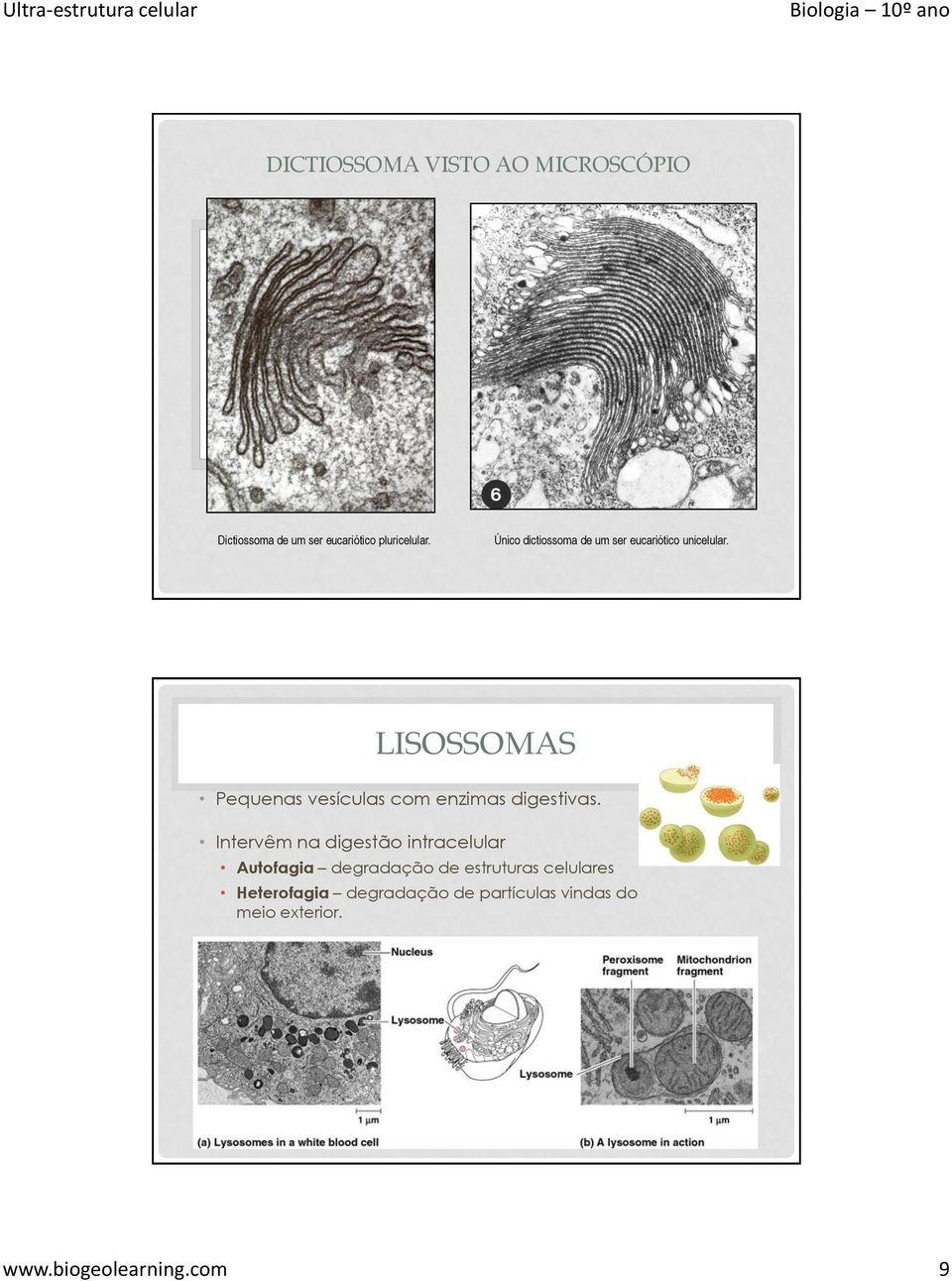 LISOSSOMAS Pequenas vesículas com enzimas digestivas.