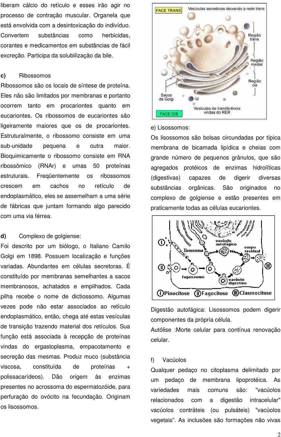 Eles não são limitados por membranas e portanto ocorrem tanto em procariontes quanto em eucariontes. Os ribossomos de eucariontes são ligeiramente maiores que os de procariontes.