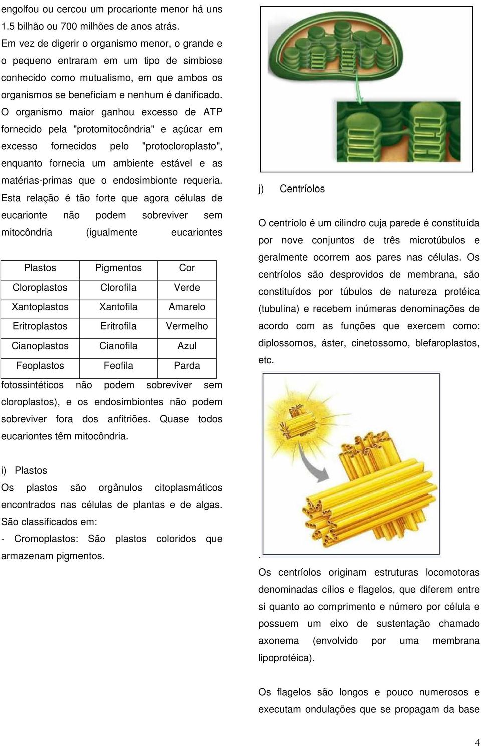 O organismo maior ganhou excesso de ATP fornecido pela "protomitocôndria" e açúcar em excesso fornecidos pelo "protocloroplasto", enquanto fornecia um ambiente estável e as matérias-primas que o