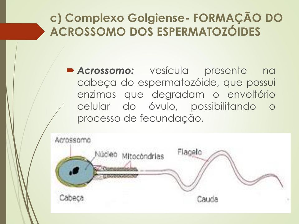 do espermatozóide, que possui enzimas que degradam o