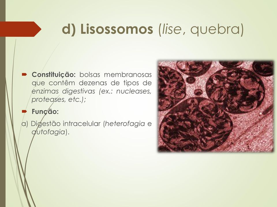 digestivas (ex.: nucleases, proteases, etc.