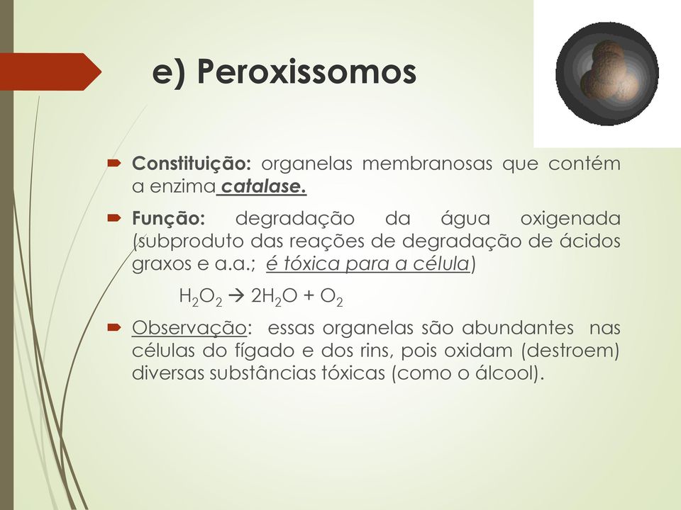 e a.a.; é tóxica para a célula) H 2 O 2 2H 2 O + O 2 Observação: essas organelas são