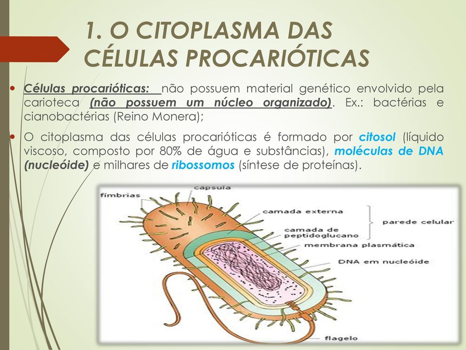 : bactérias e cianobactérias (Reino Monera); O citoplasma das células procarióticas é formado por