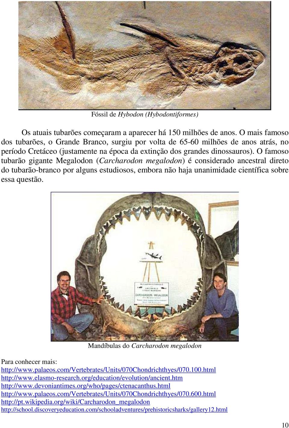 O famoso tubarão gigante Megalodon (Carcharodon megalodon) é considerado ancestral direto do tubarão-branco por alguns estudiosos, embora não haja unanimidade científica sobre essa questão.