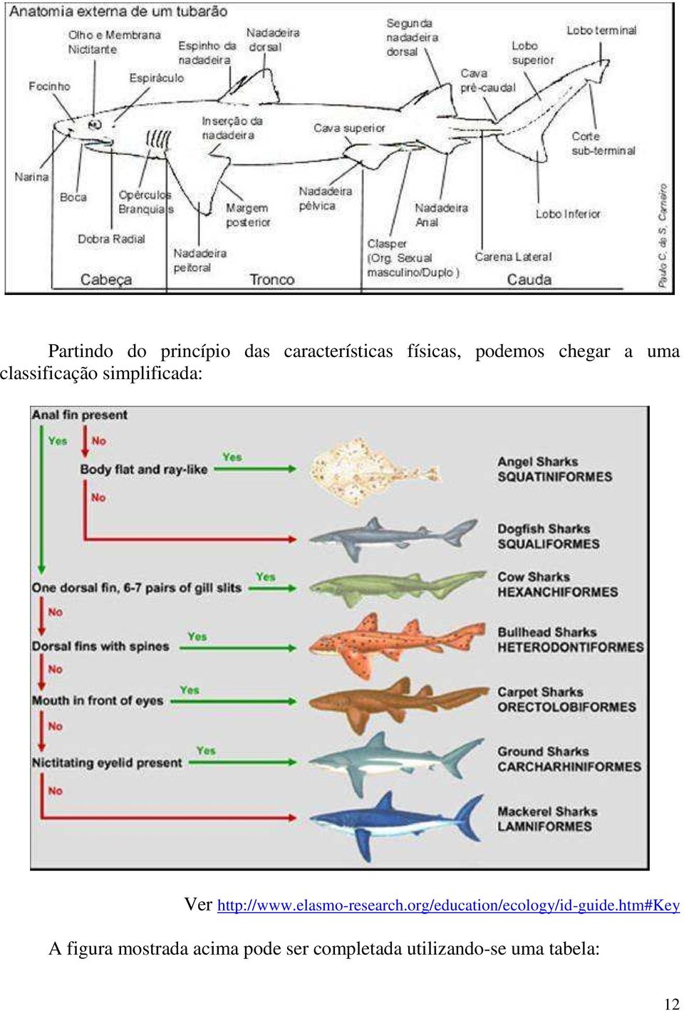elasmo-research.org/education/ecology/id-guide.