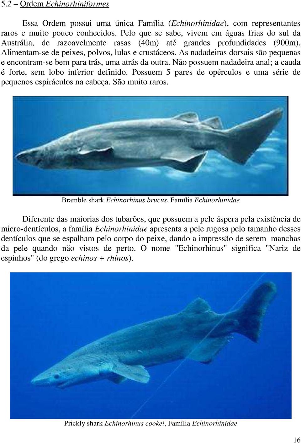 As nadadeiras dorsais são pequenas e encontram-se bem para trás, uma atrás da outra. Não possuem nadadeira anal; a cauda é forte, sem lobo inferior definido.