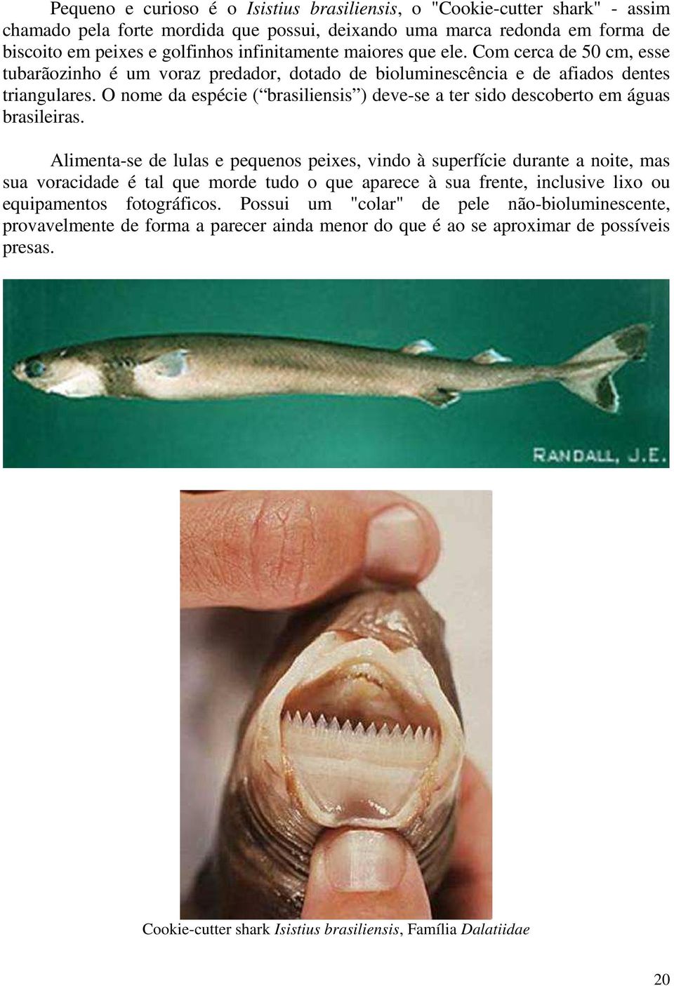 O nome da espécie ( brasiliensis ) deve-se a ter sido descoberto em águas brasileiras.