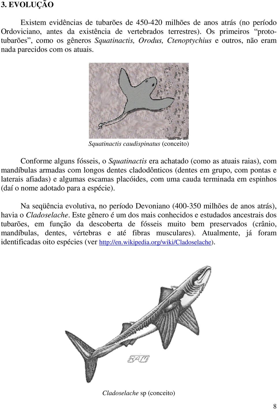 Squatinactis caudispinatus (conceito) Conforme alguns fósseis, o Squatinactis era achatado (como as atuais raias), com mandíbulas armadas com longos dentes cladodônticos (dentes em grupo, com pontas