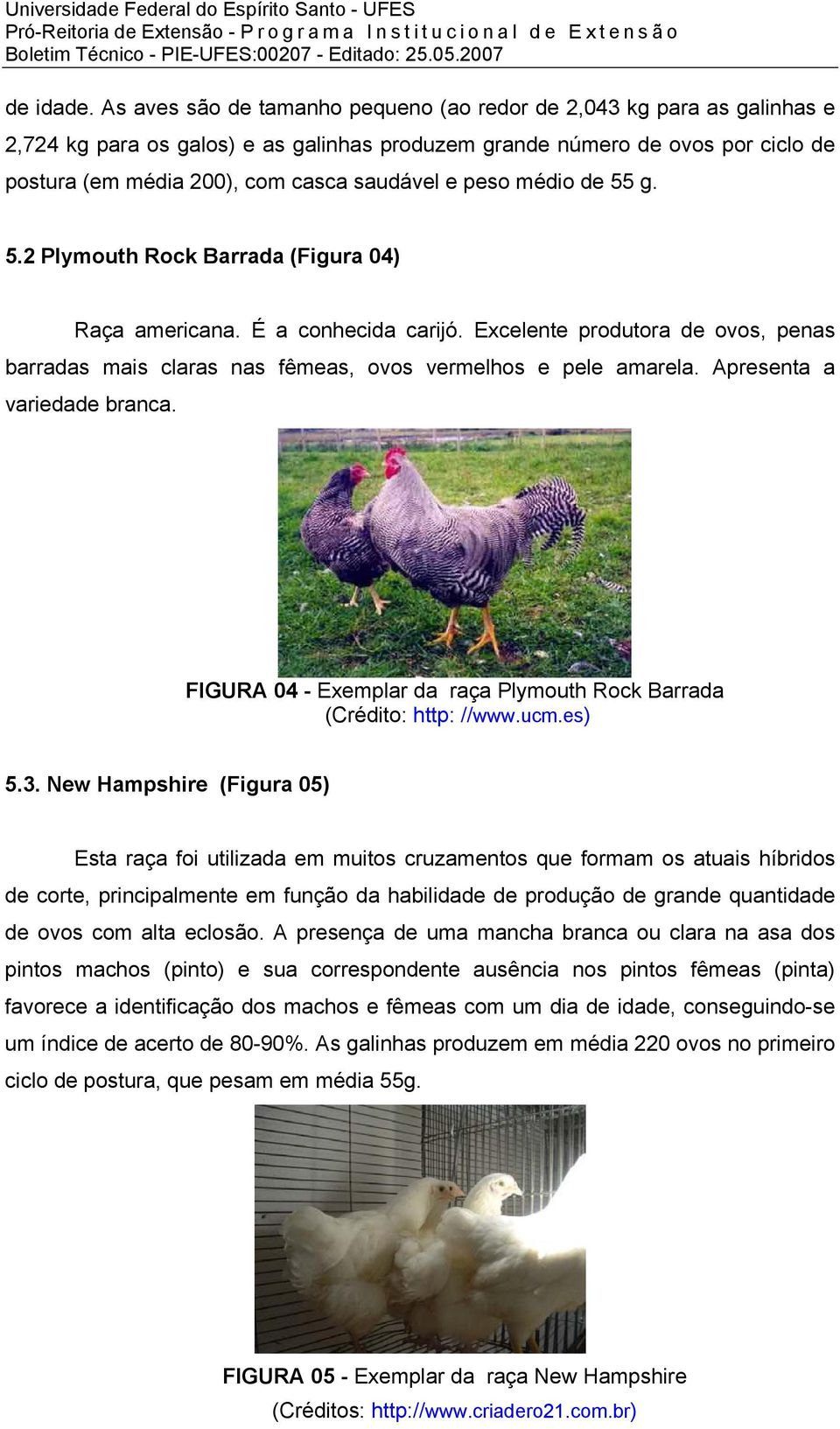 peso médio de 55 g. 5.2 Plymouth Rock Barrada (Figura 04) Raça americana. É a conhecida carijó. Excelente produtora de ovos, penas barradas mais claras nas fêmeas, ovos vermelhos e pele amarela.