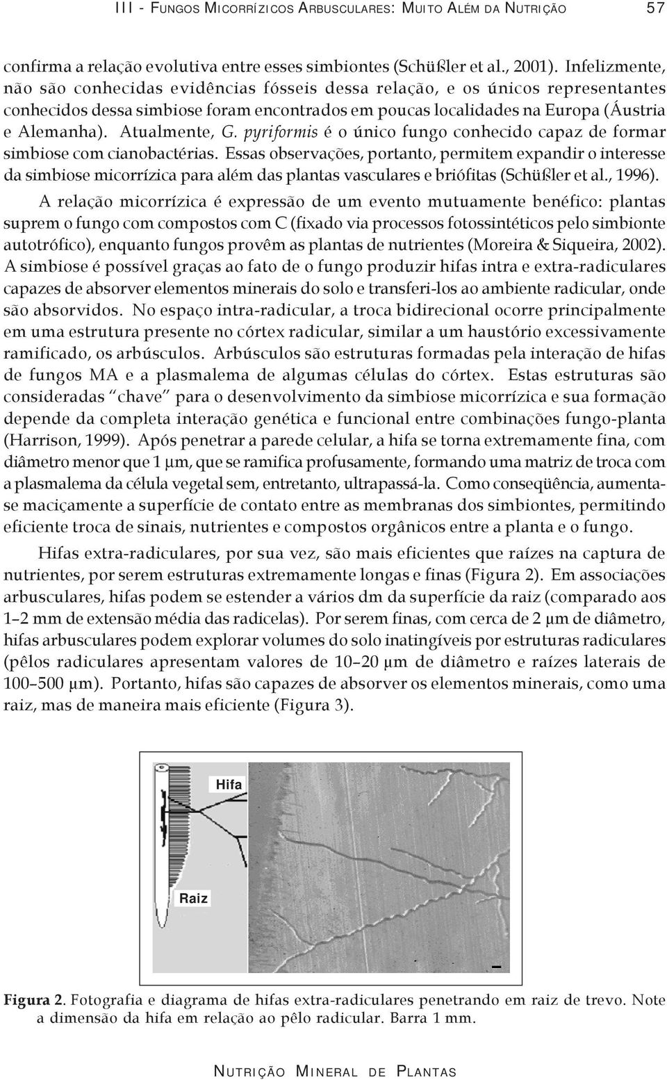 Atualmente, G. pyriformis é o único fungo conhecido capaz de formar simbiose com cianobactérias.