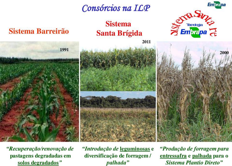em solos degradados Introdução de leguminosas e diversificação de forragem /
