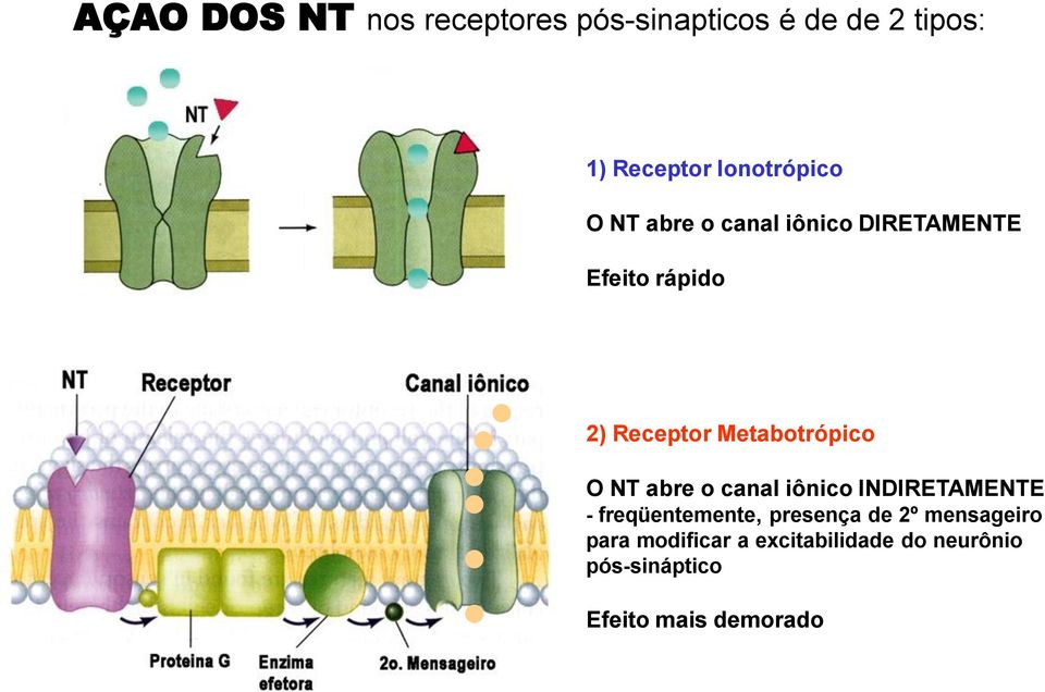 Metabotrópico O NT abre o canal iônico INDIRETAMENTE - freqüentemente, presença