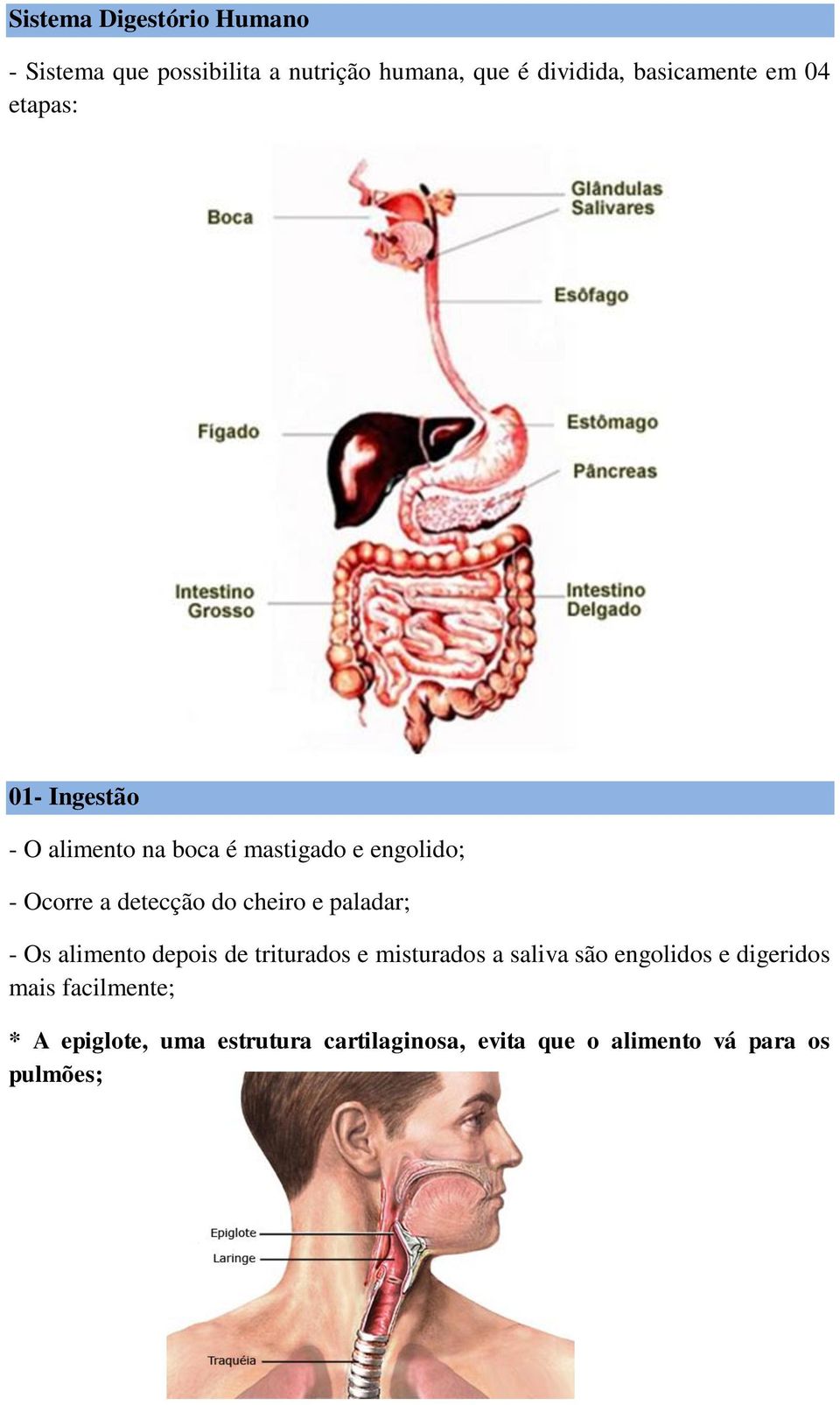 cheiro e paladar; - Os alimento depois de triturados e misturados a saliva são engolidos e