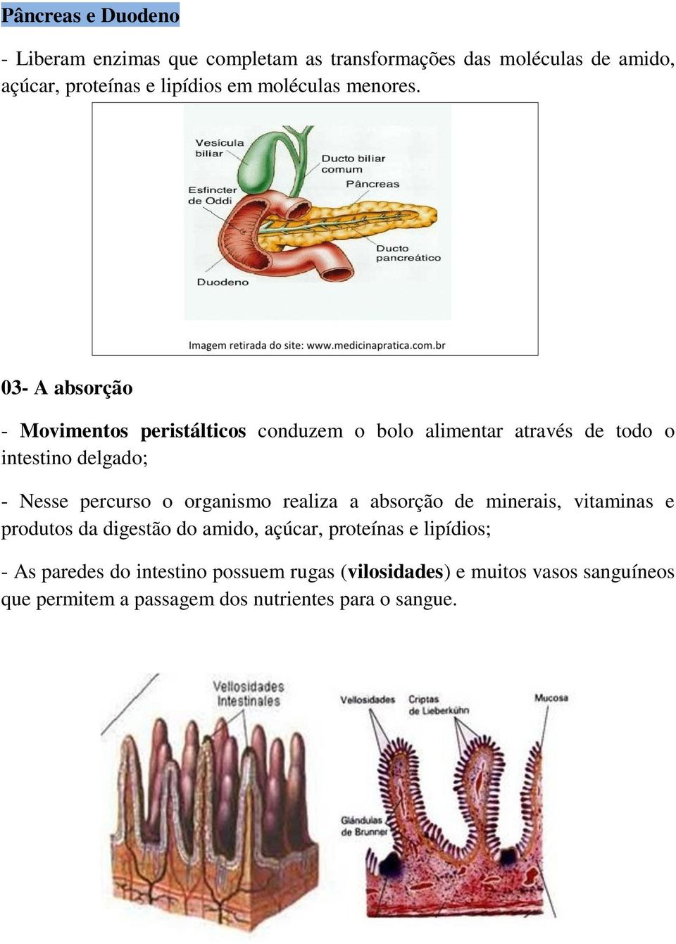 03- A absorção - Movimentos peristálticos conduzem o bolo alimentar através de todo o intestino delgado; - Nesse percurso o