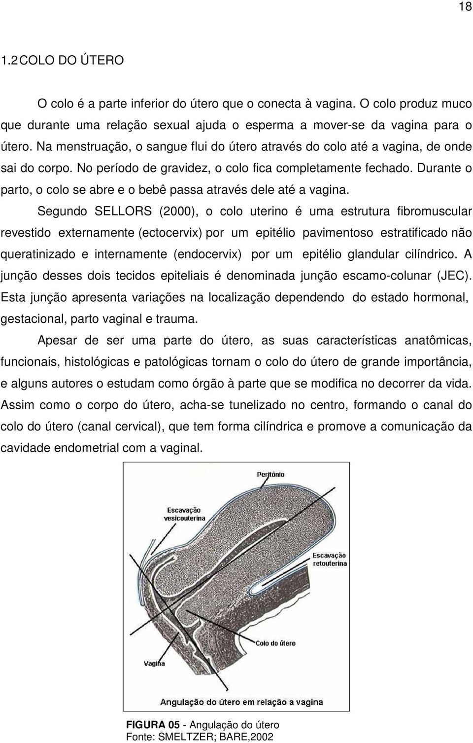 Durante o parto, o colo se abre e o bebê passa através dele até a vagina.