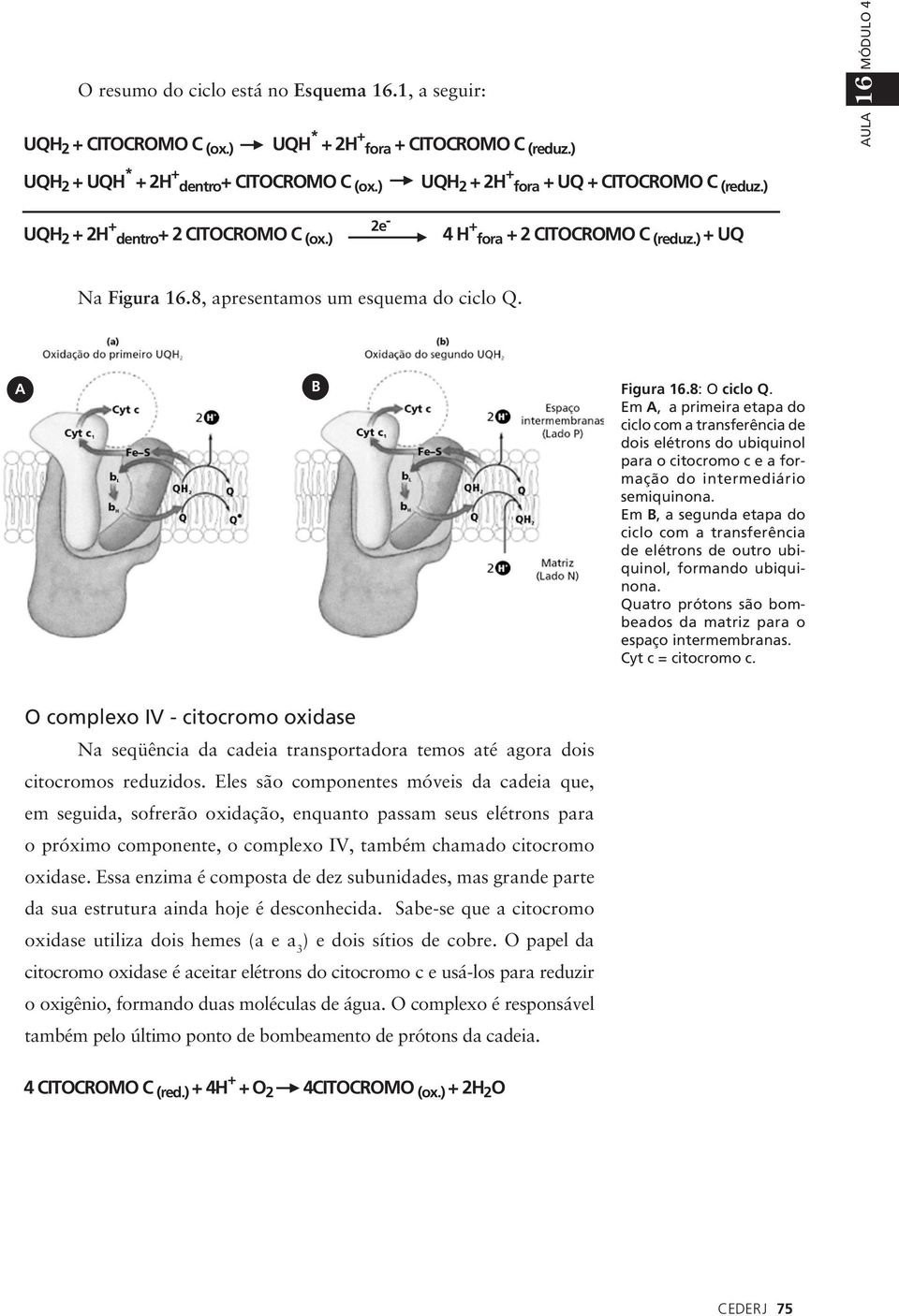 A B Figura 16.8: O ciclo Q. Em A, a primeira etapa do ciclo com a transferência de dois elétrons do ubiquinol para o citocromo c e a formação do intermediário semiquinona.