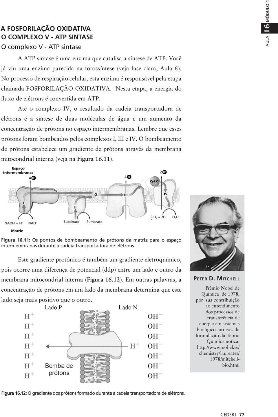 Nesta etapa, a energia do fluxo de elétrons é convertida em ATP.