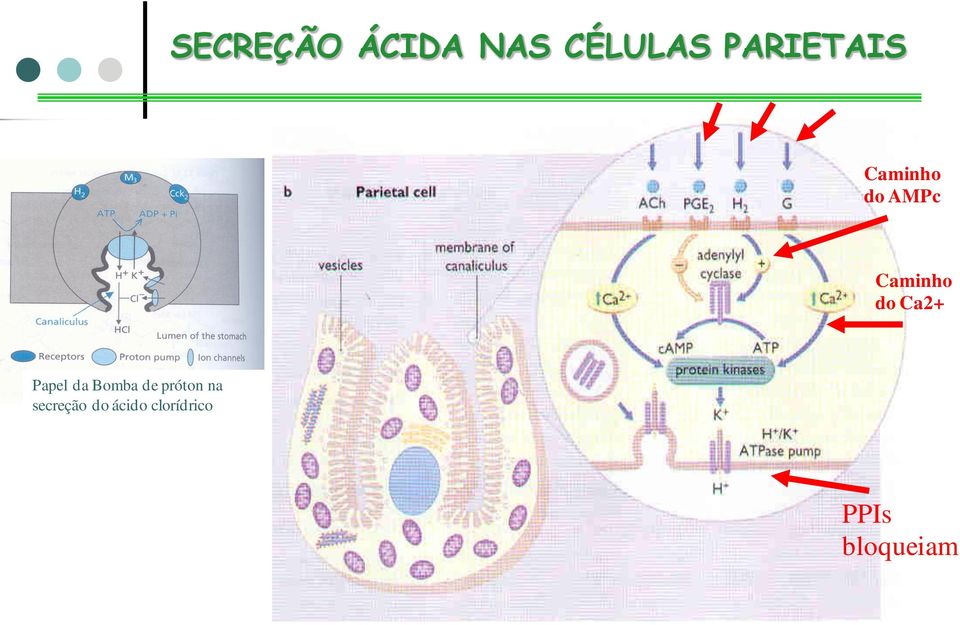 do Ca2+ Papel da Bomba de próton