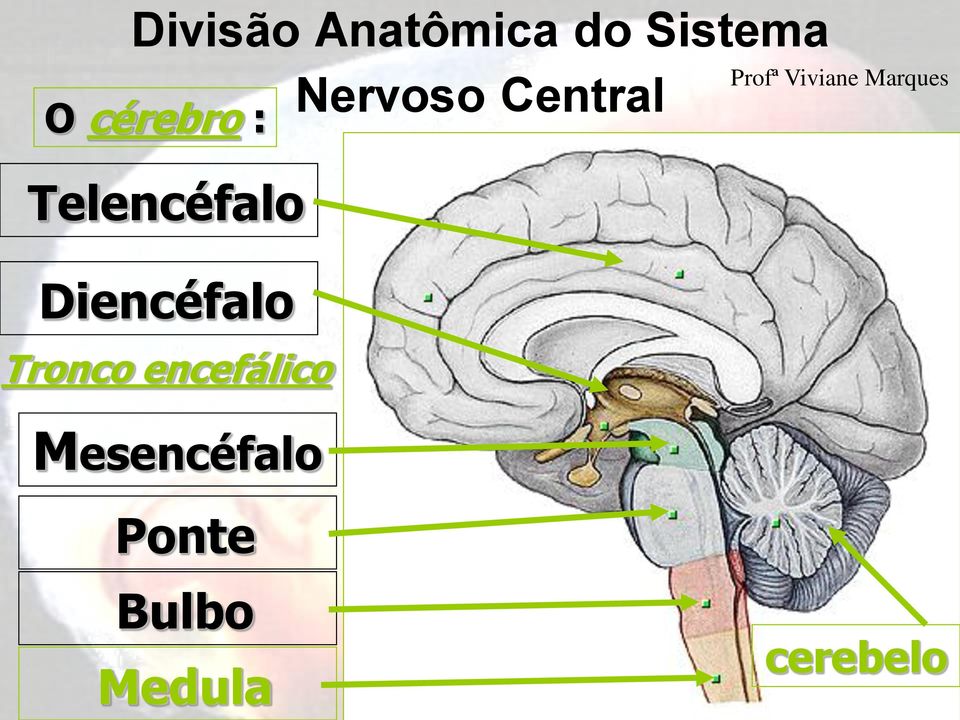 encefálico Mesencéfalo Ponte Nervoso