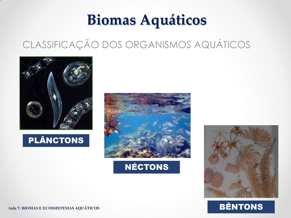 ORGANISMOS AQUÁTICOS