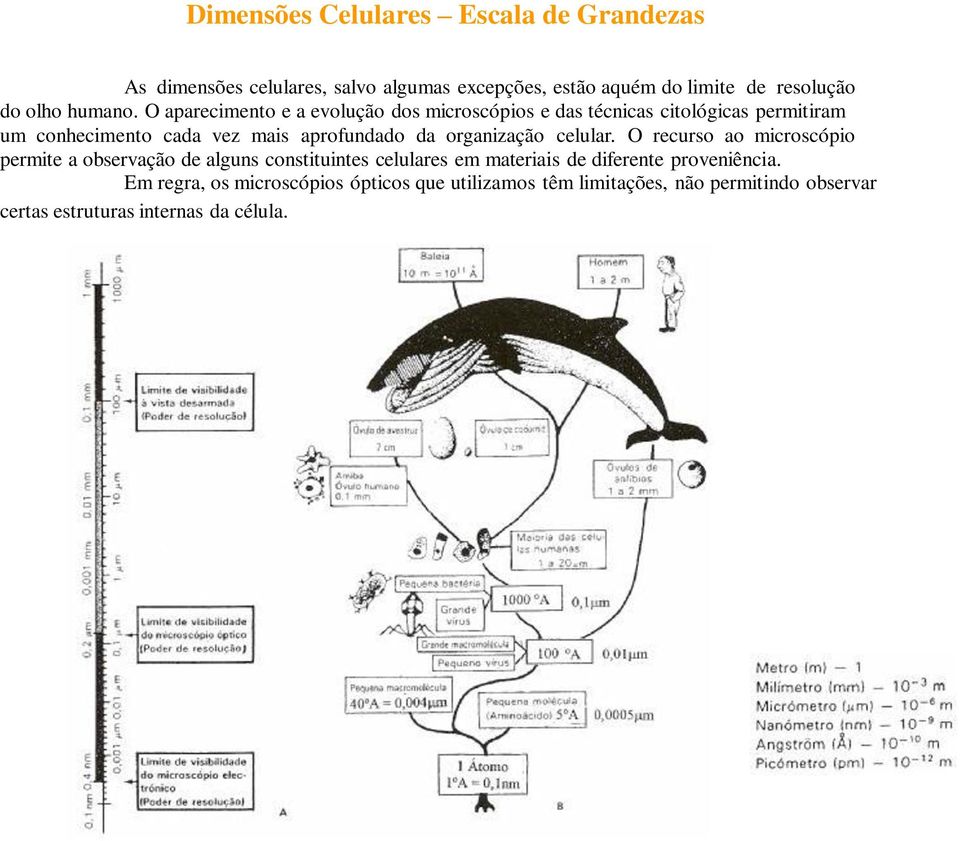 O aparecimento e a evolução dos microscópios e das técnicas citológicas permitiram um conhecimento cada vez mais aprofundado da