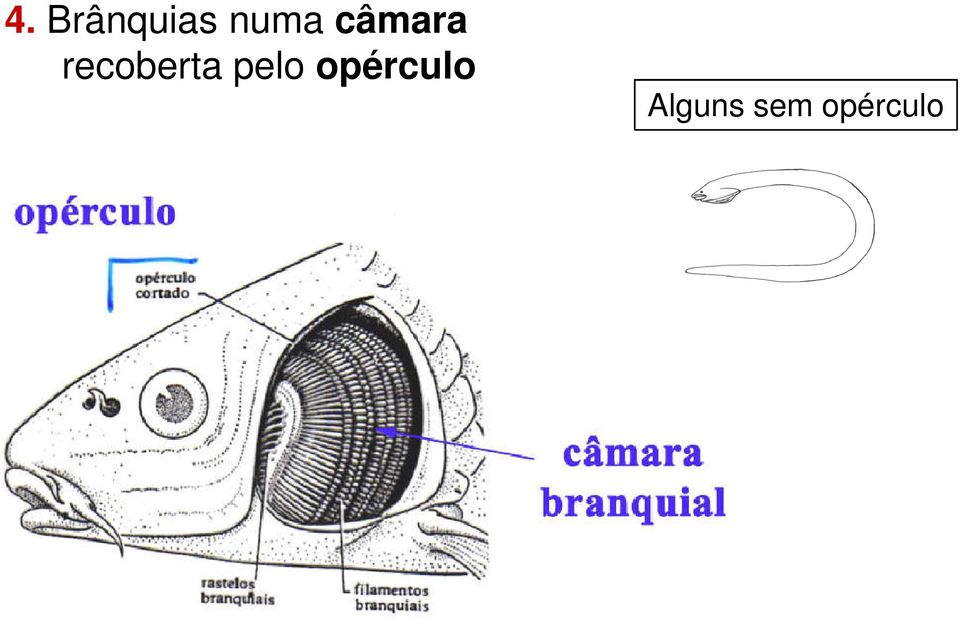 recoberta pelo