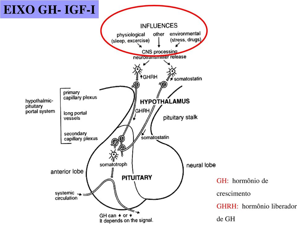 crescimento GHRH: