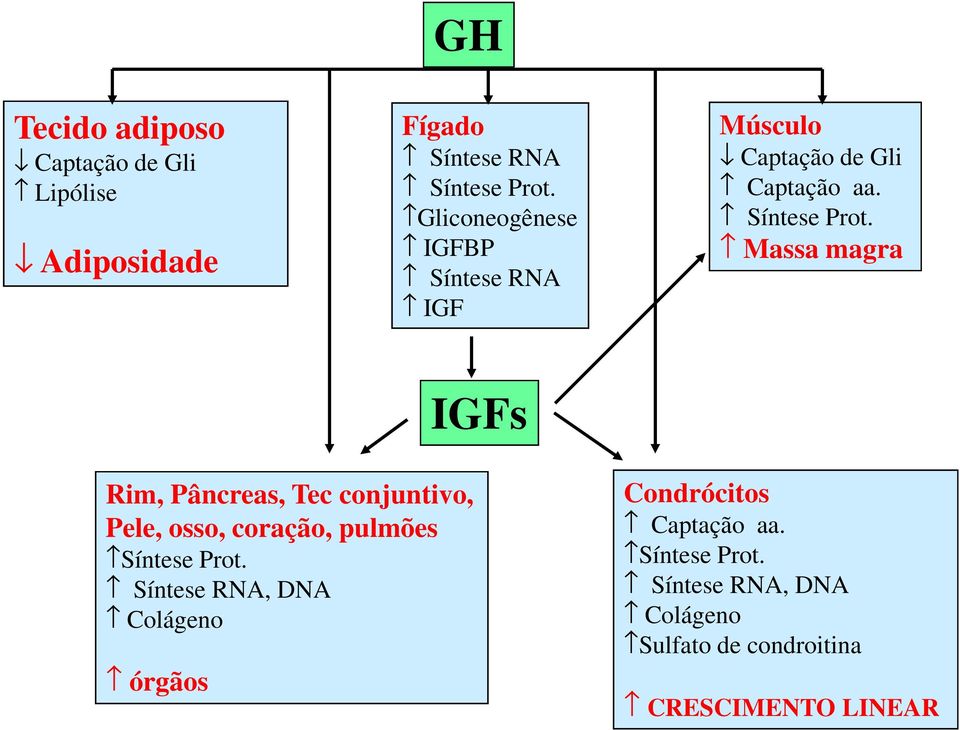 Massa magra IGFs Rim, Pâncreas, Tec conjuntivo, Pele, osso, coração, pulmões Síntese Prot.