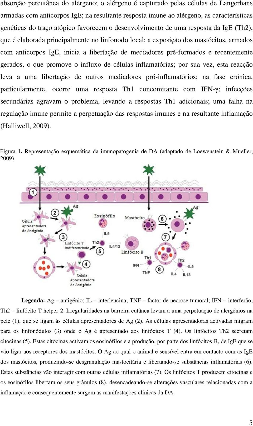 pré-formados e recentemente gerados, o que promove o influxo de células inflamatórias; por sua vez, esta reacção leva a uma libertação de outros mediadores pró-inflamatórios; na fase crónica,