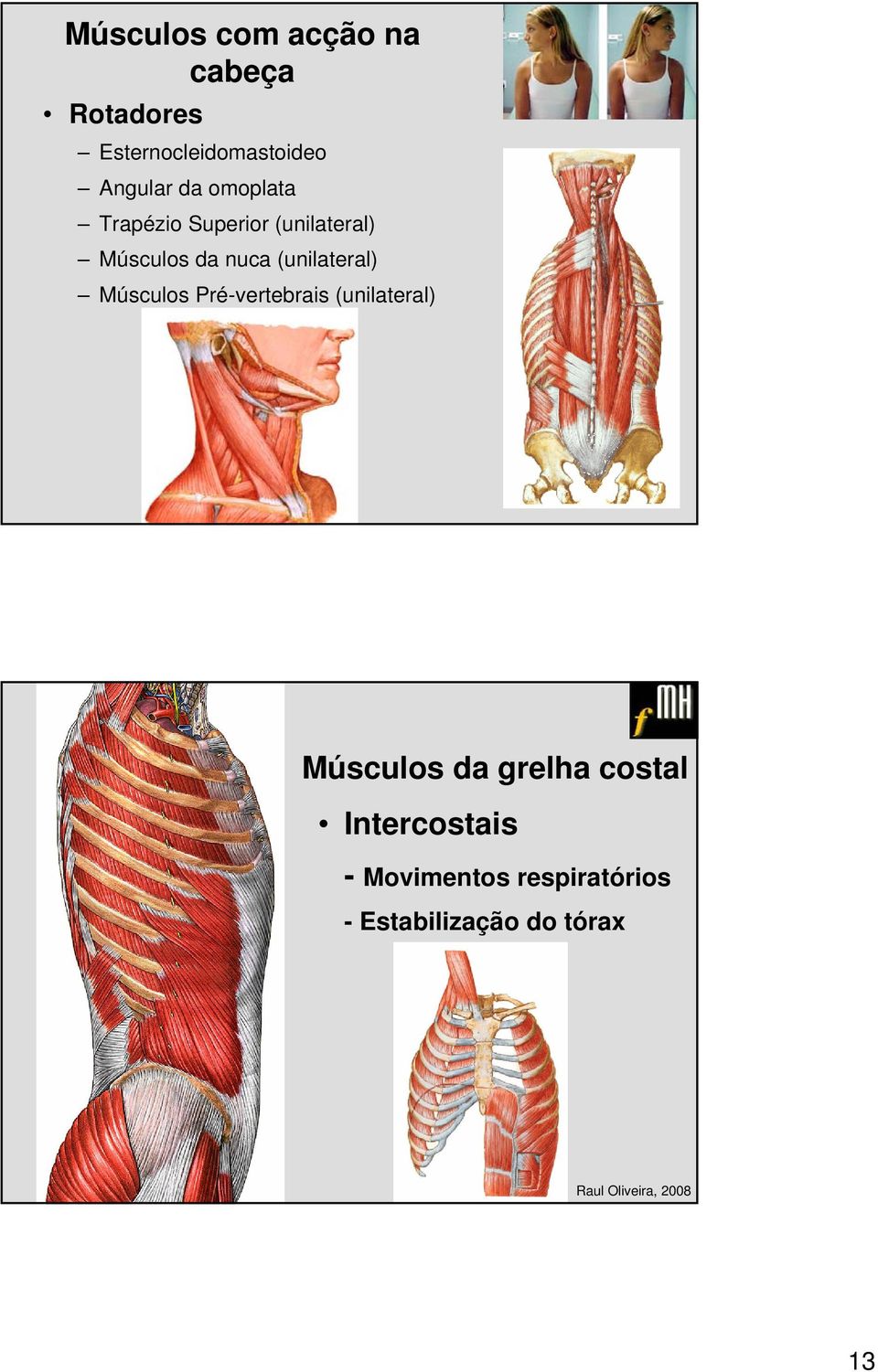 (unilateral) Músculos Pré-vertebrais (unilateral) Músculos da grelha