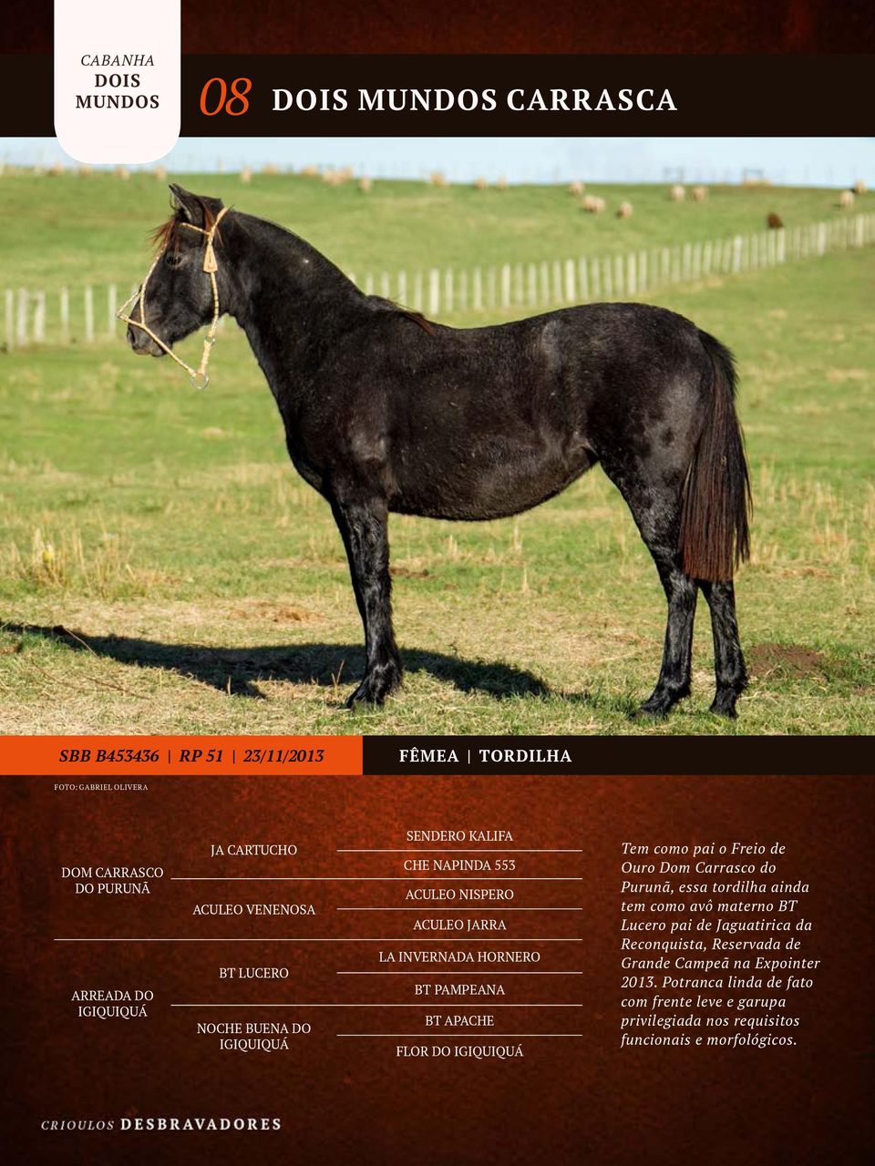 BT APACHE FLOR DO IGIQUIQUÁ Tem como pai o Freio de Ouro Dom Carrasco do Purunã, essa tordilha ainda tem como avô materno BT Lucero pai de Jaguatirica da